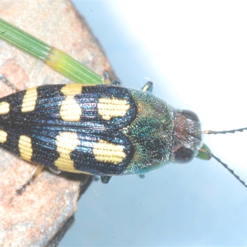 Astraeus (Astraeus) samouelli