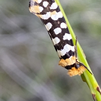 Moerarchis australasiella