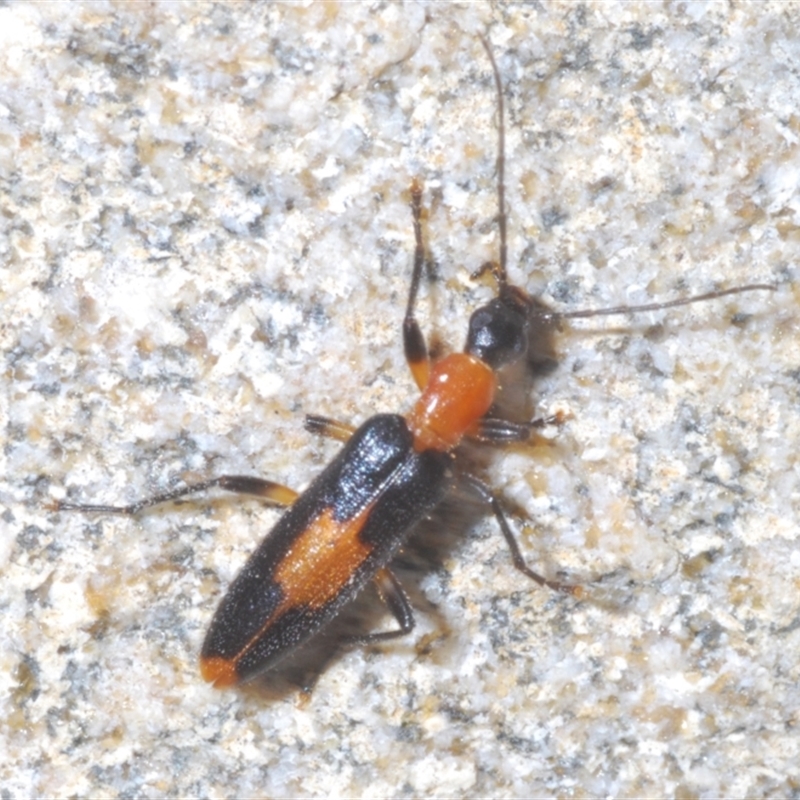 Copidita sloanei