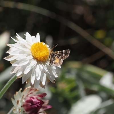 Chrysolarentia euclidiata