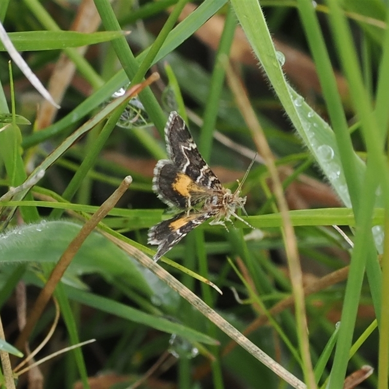 Chrysolarentia euclidiata