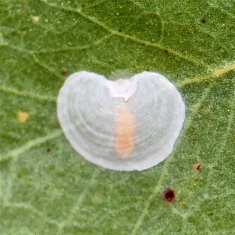 Hyalinaspis sp. (genus)