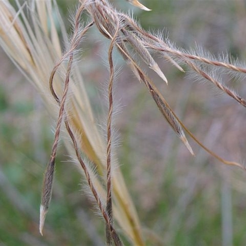 Austrostipa mollis