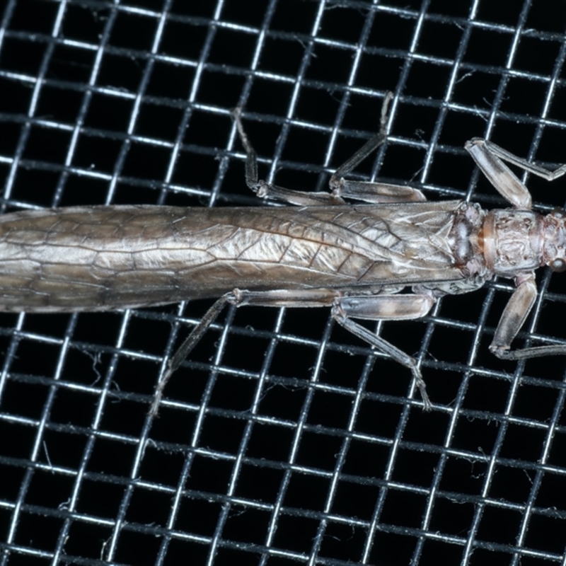 Illiesoperla sp. (genus)