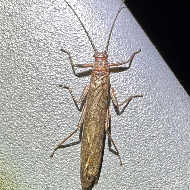 Illiesoperla sp. (genus)