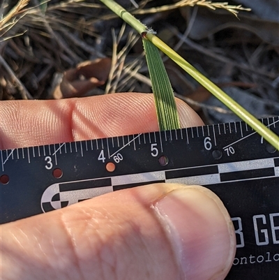 Austrostipa nodosa