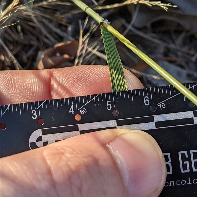 Austrostipa nodosa