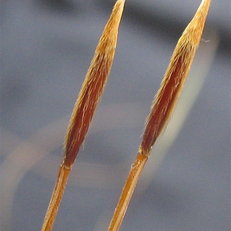 Austrostipa pubinodis