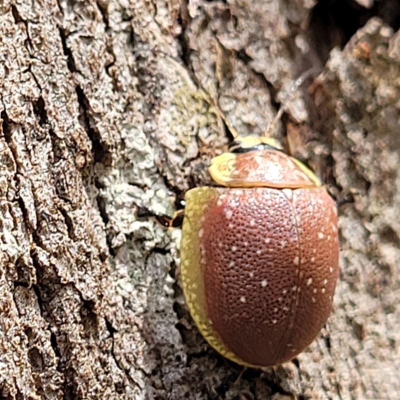 Paropsis bella