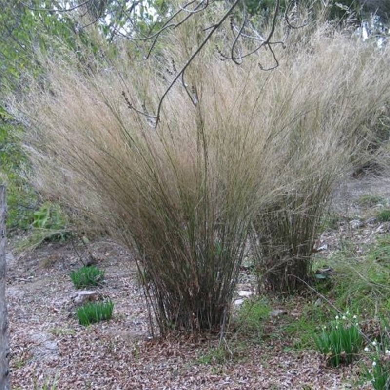 Austrostipa ramosissima