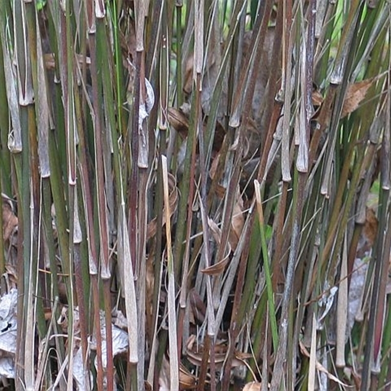 Austrostipa ramosissima