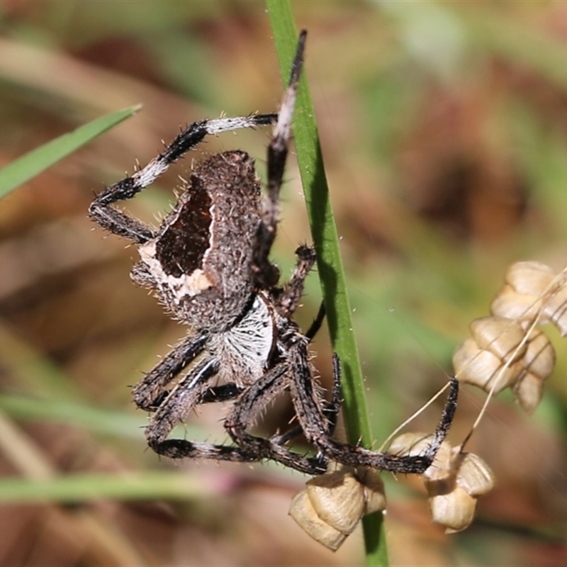 Novakiella trituberculosa