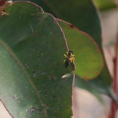 Hyposoter bombycivorus