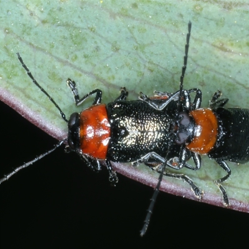 Aporocera (Aporocera) viridipennis