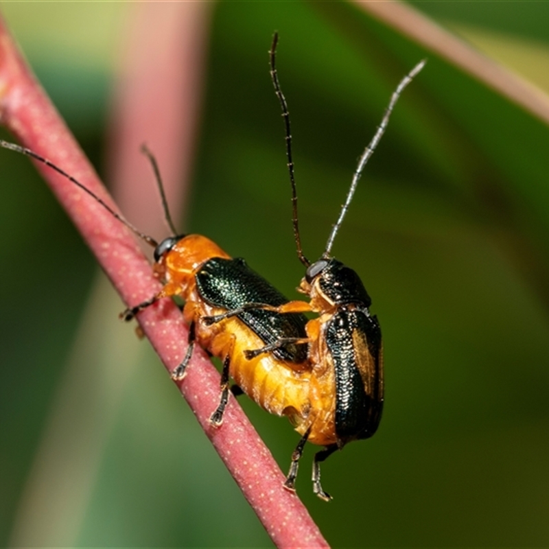 Aporocera (Aporocera) viridipennis