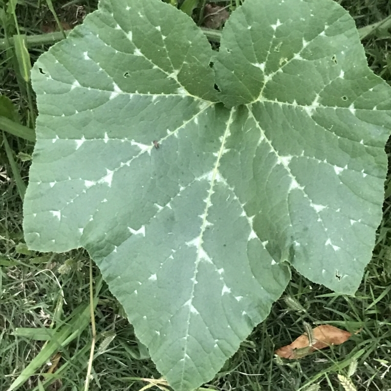 Cucurbita pepo