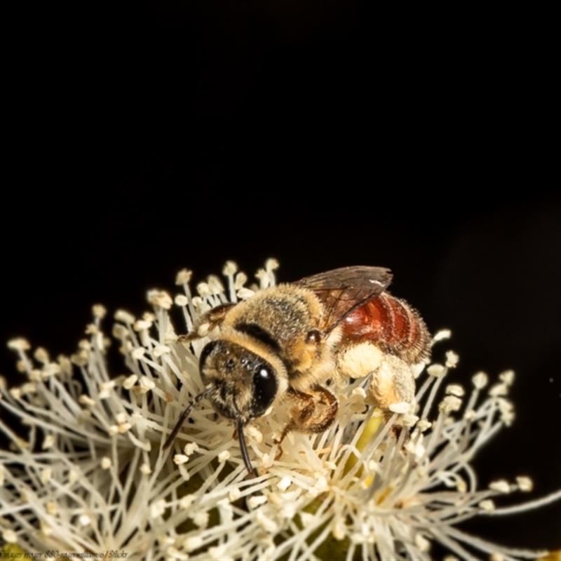 Goniocolletes fimbriatinus