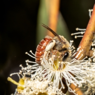 Goniocolletes fimbriatinus