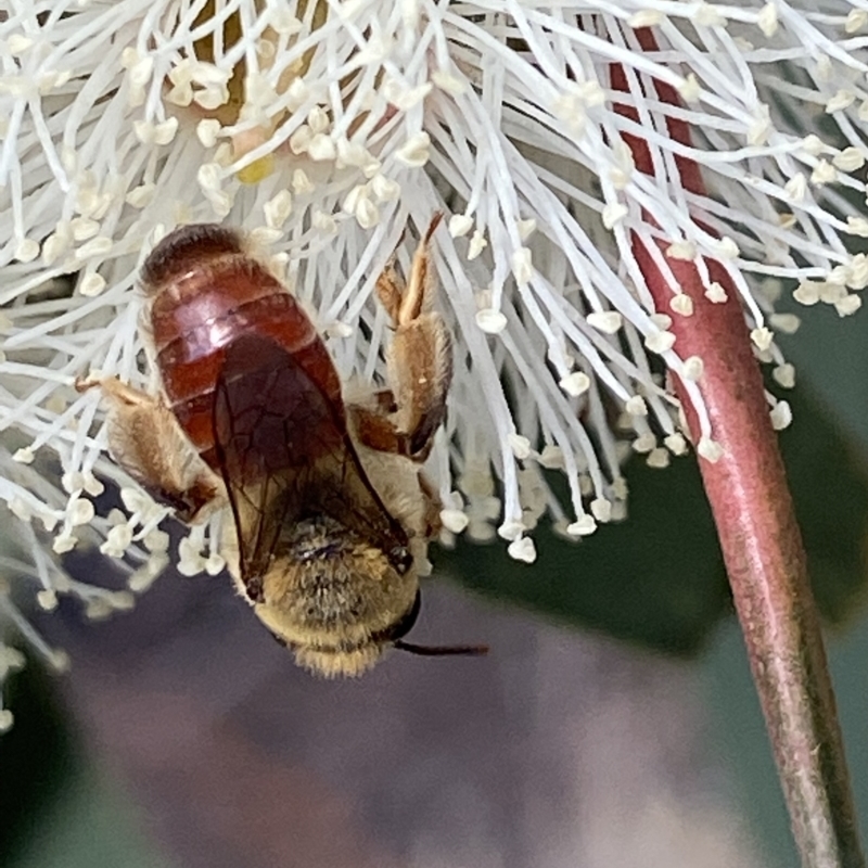 Goniocolletes fimbriatinus