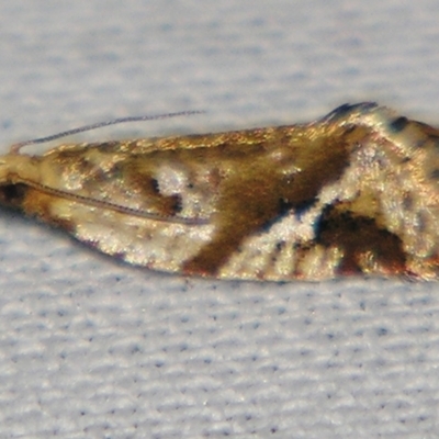 Euphona decolorana