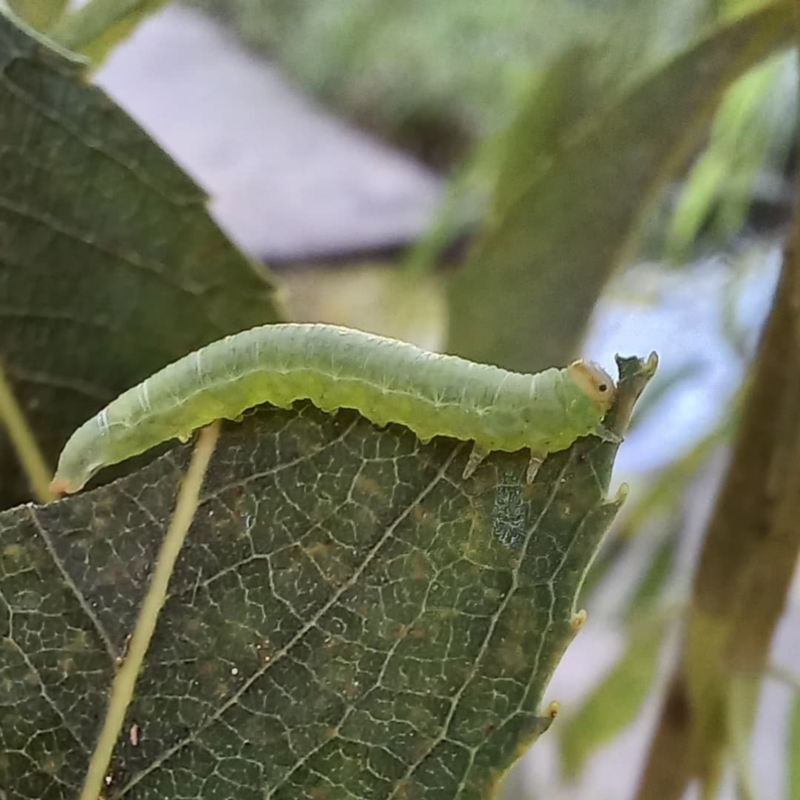 Nematus oligospilus