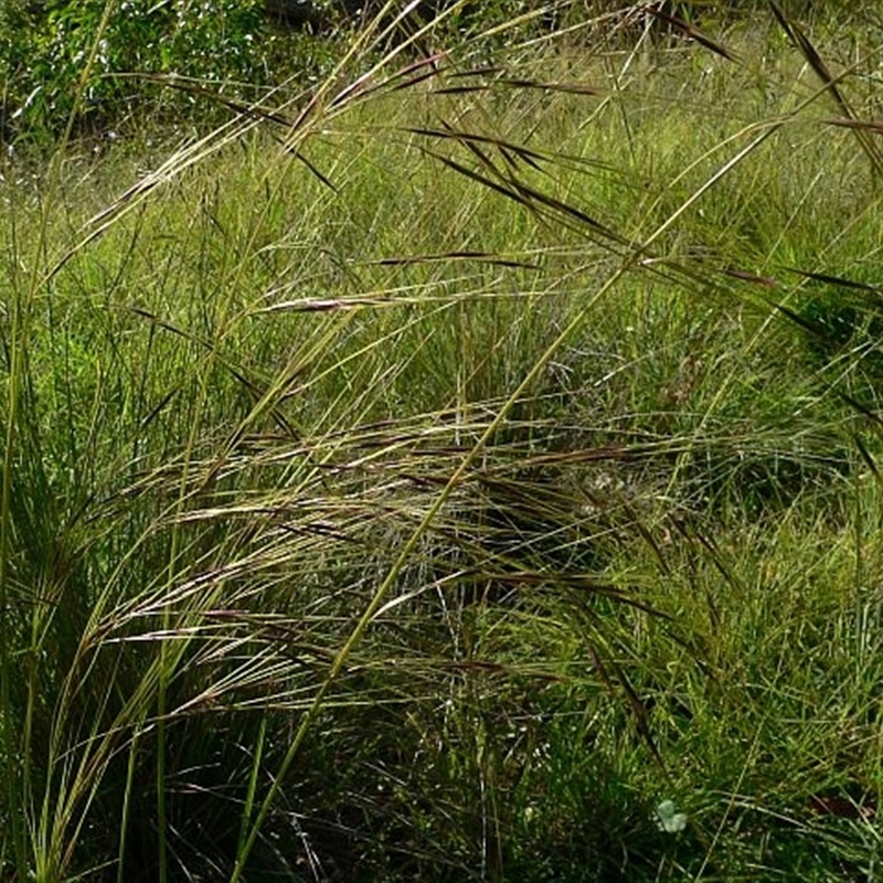 Austrostipa rudis subsp. rudis