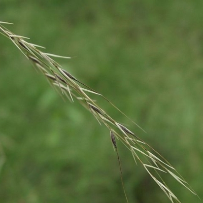 Austrostipa rudis subsp. rudis