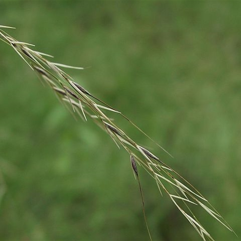 Austrostipa rudis subsp. rudis