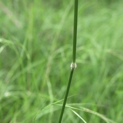 Austrostipa rudis subsp. rudis