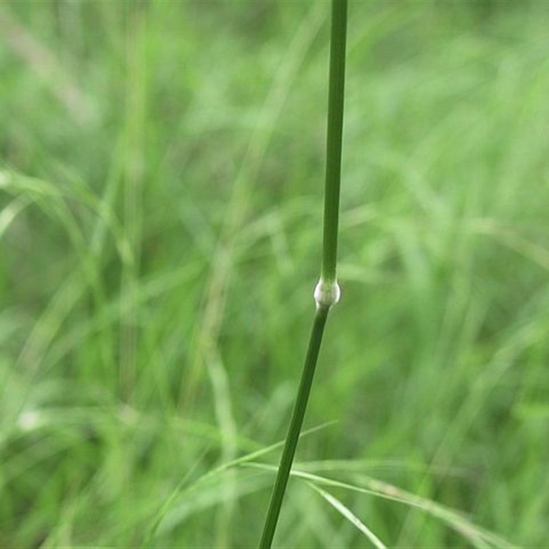 Austrostipa rudis subsp. rudis