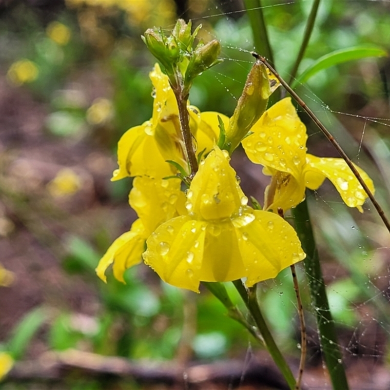 Goodenia decurrens