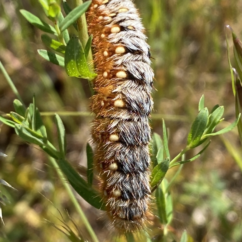 Pterolocera amplicornis