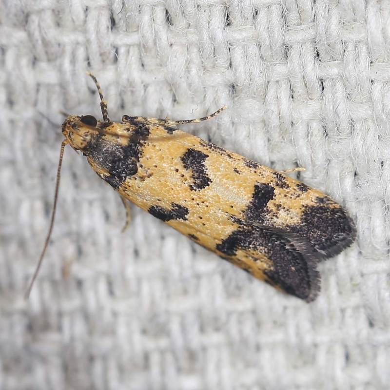 Ardozyga hilara (A Gelechioid moth) - NatureMapr Australia