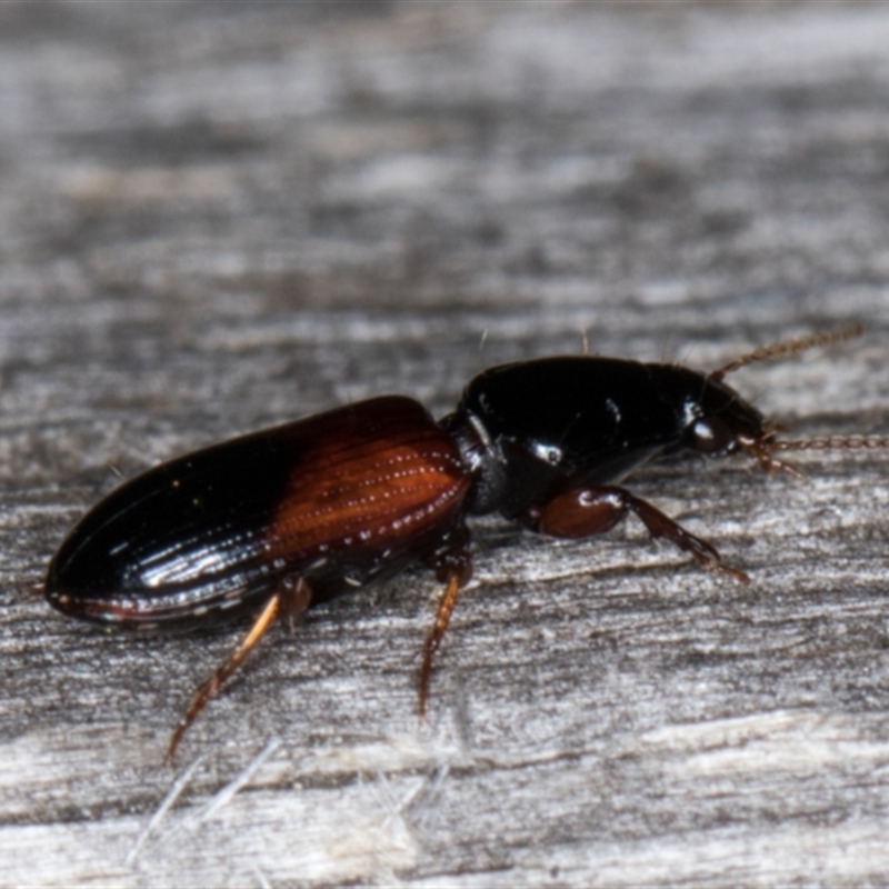 Clivina basalis