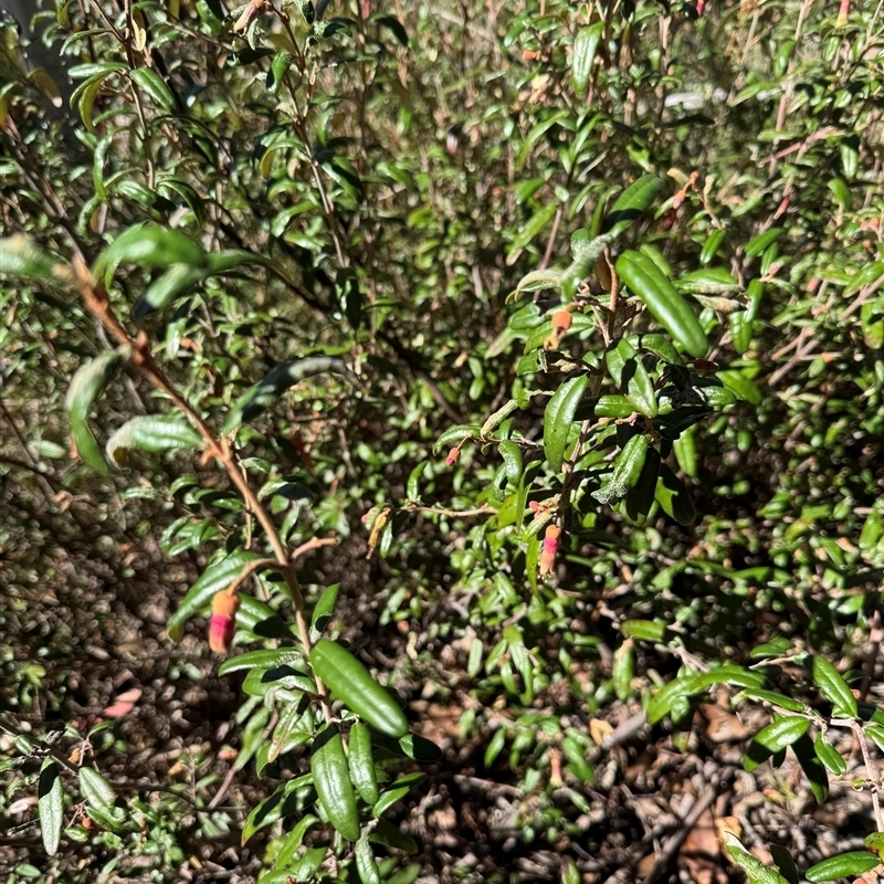 Correa lawrenceana var. rosea