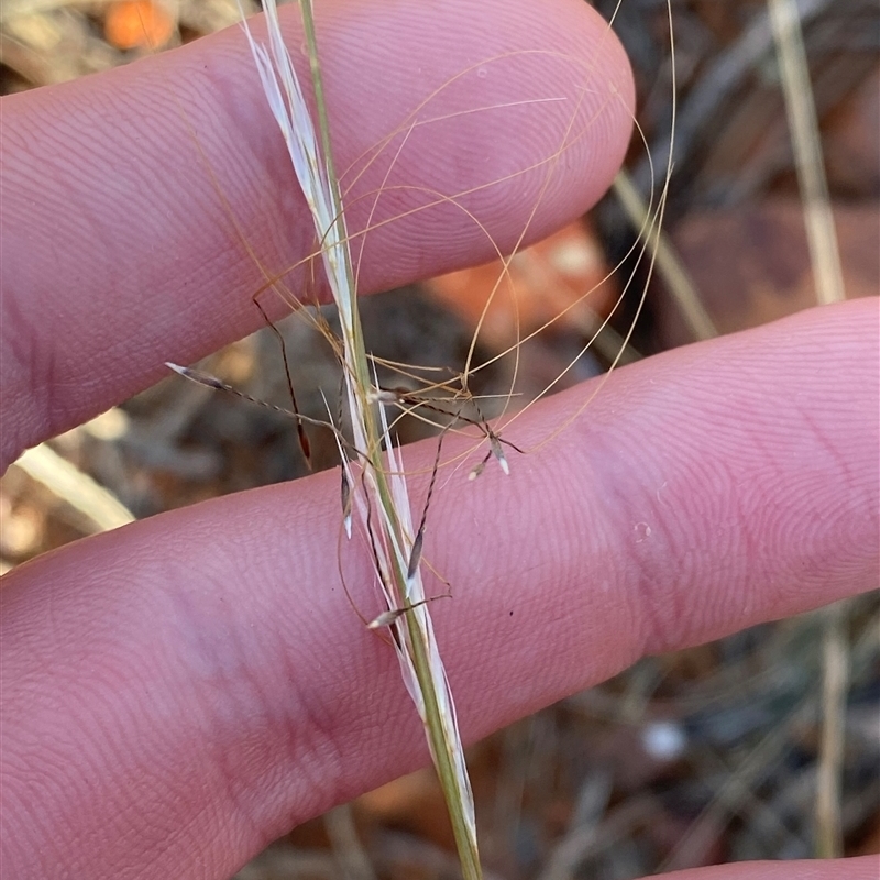 Austrostipa scabra subsp. scabra