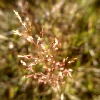 Agrostis sp.
