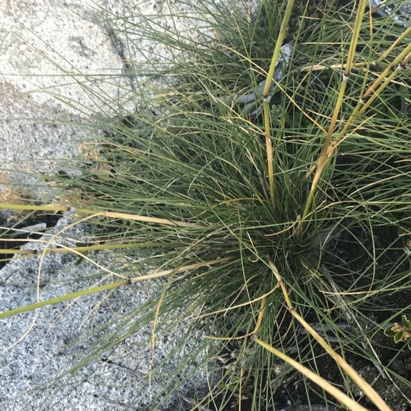 Austrostipa nivicola