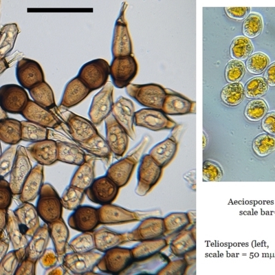 Puccinia saccardoi