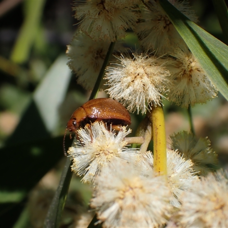 Dicranosterna semipunctata