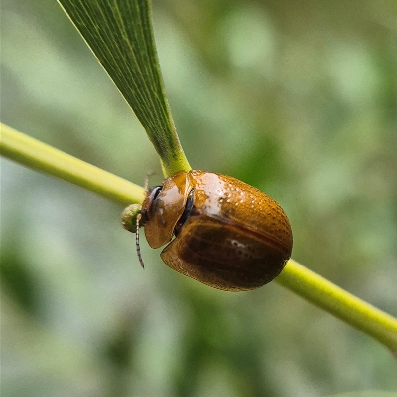 Dicranosterna semipunctata