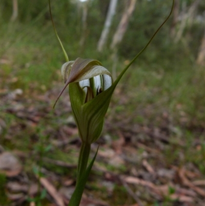 Diplodium reflexum