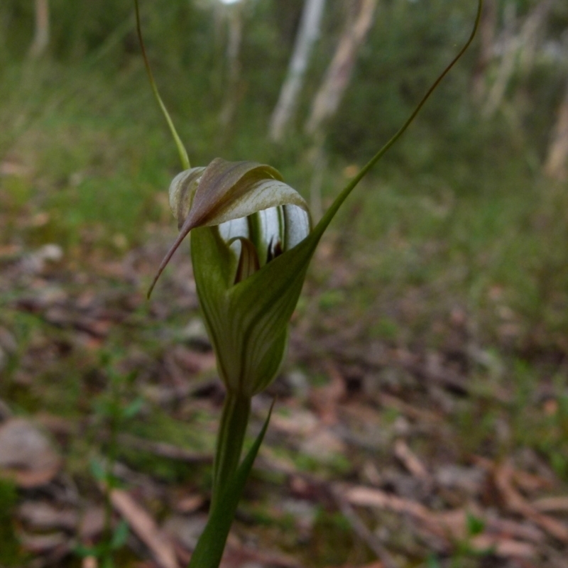 Diplodium reflexum