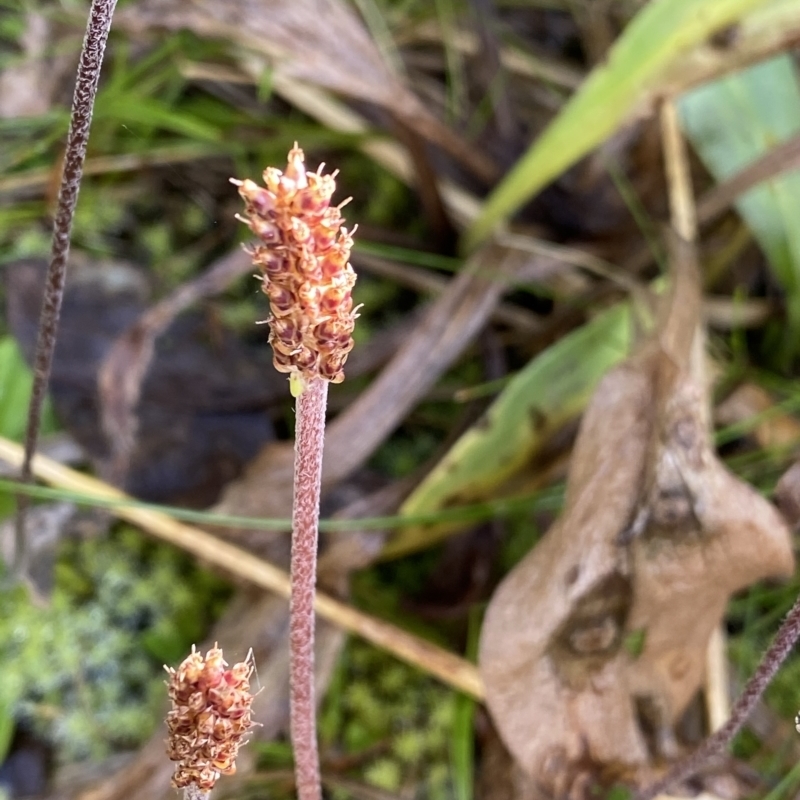 Plantago alpestris