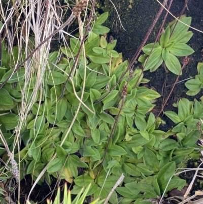 Plantago alpestris