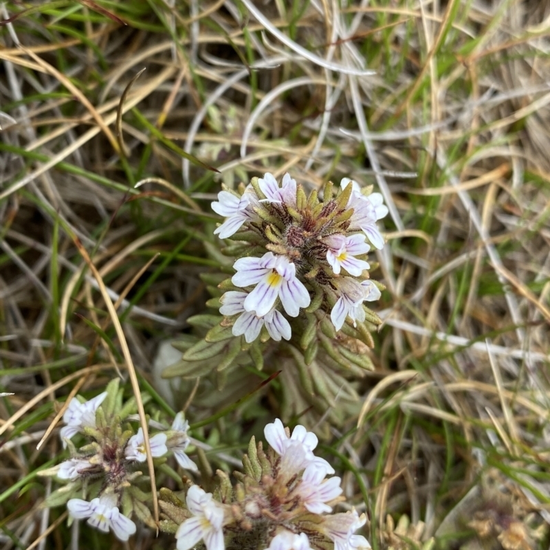 Euphrasia alsa