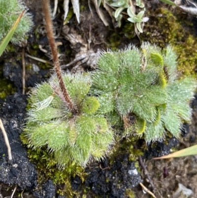 Erigeron setosus