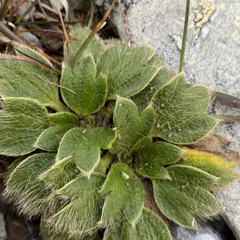 Ranunculus acrophilus