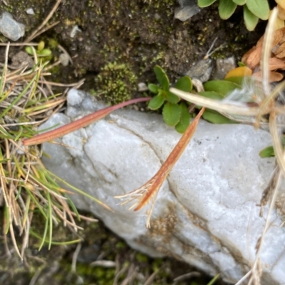 Epilobium tasmanicum