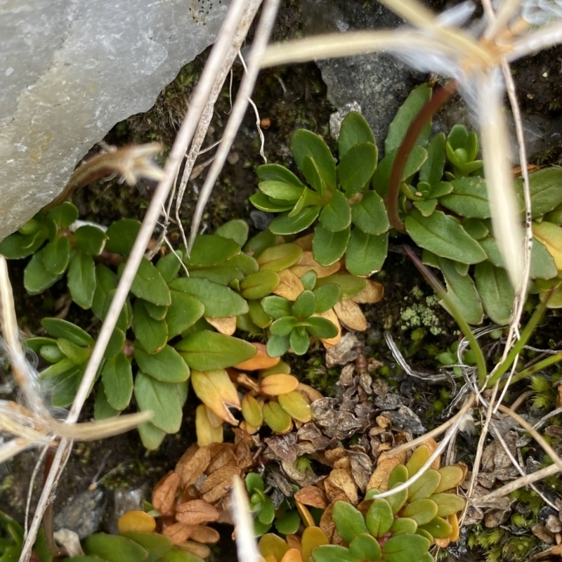 Epilobium tasmanicum